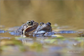 <p>SKOKAN HNĚDÝ (Rana temporaria) ---- /Common frofg - Grasfrosch/</p>